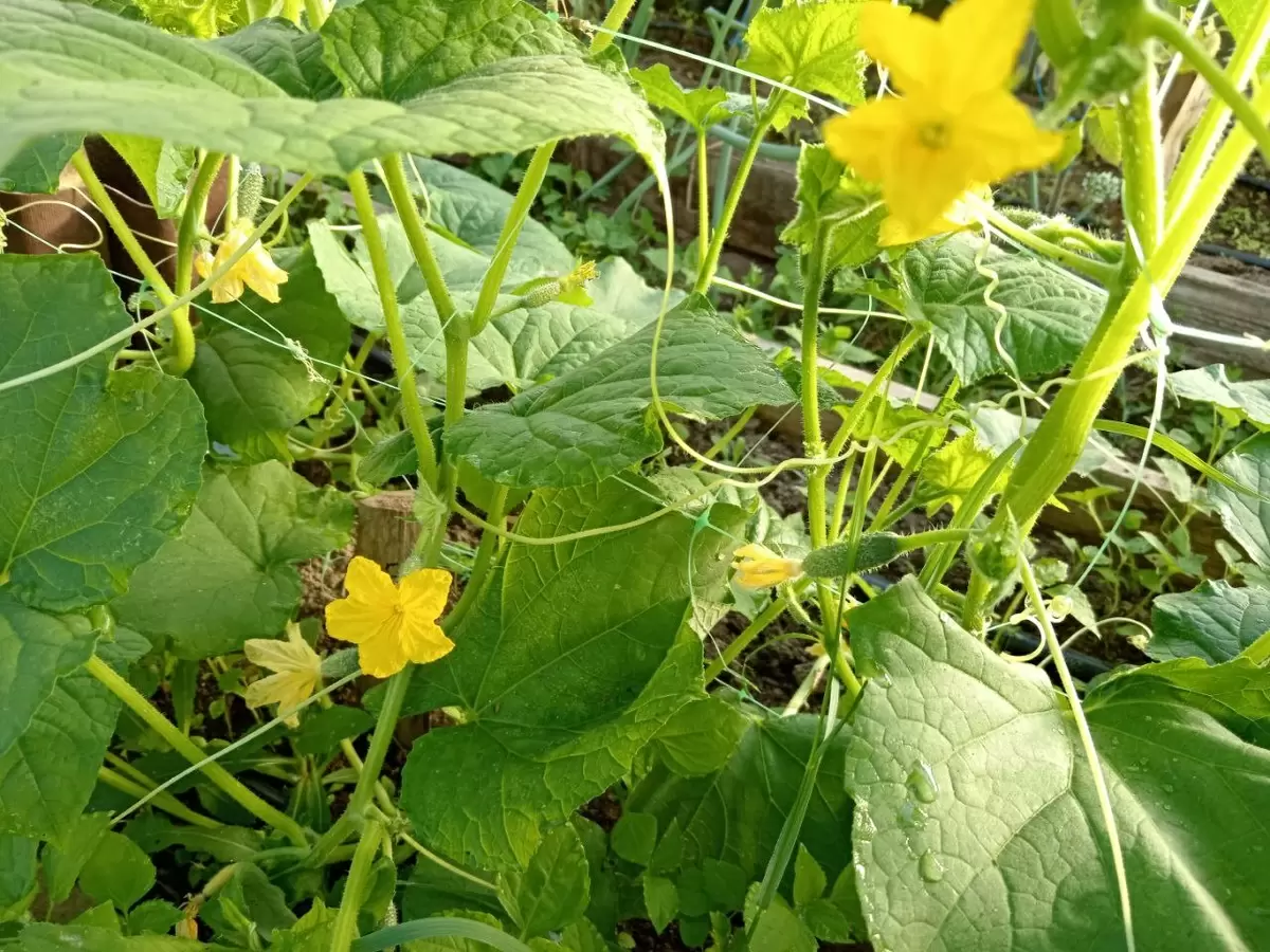 Как правильно подкармливать огурцы для богатого урожая