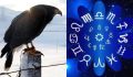 Как птицы могут раскрыть тайны знаков зодиака