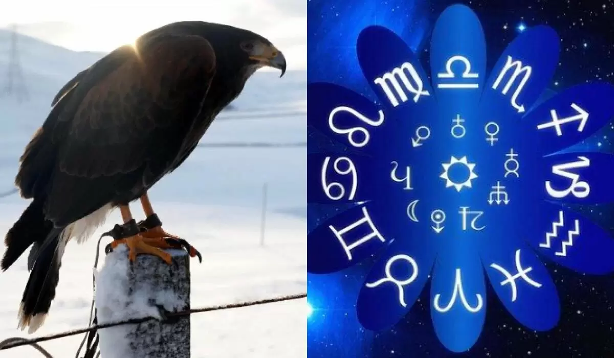 Как птицы могут раскрыть тайны знаков зодиака