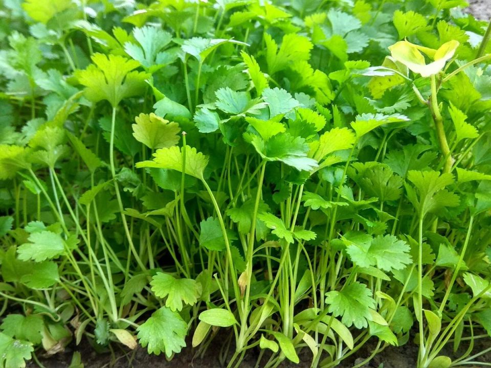 ��� ��������� ������ ����� � �������� ��������: ������� ������ ��� ������