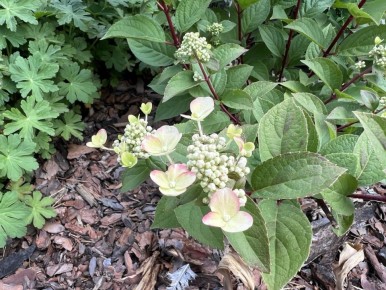 ��� ��������� ������� ����������� ���������: ������� ������� � �����