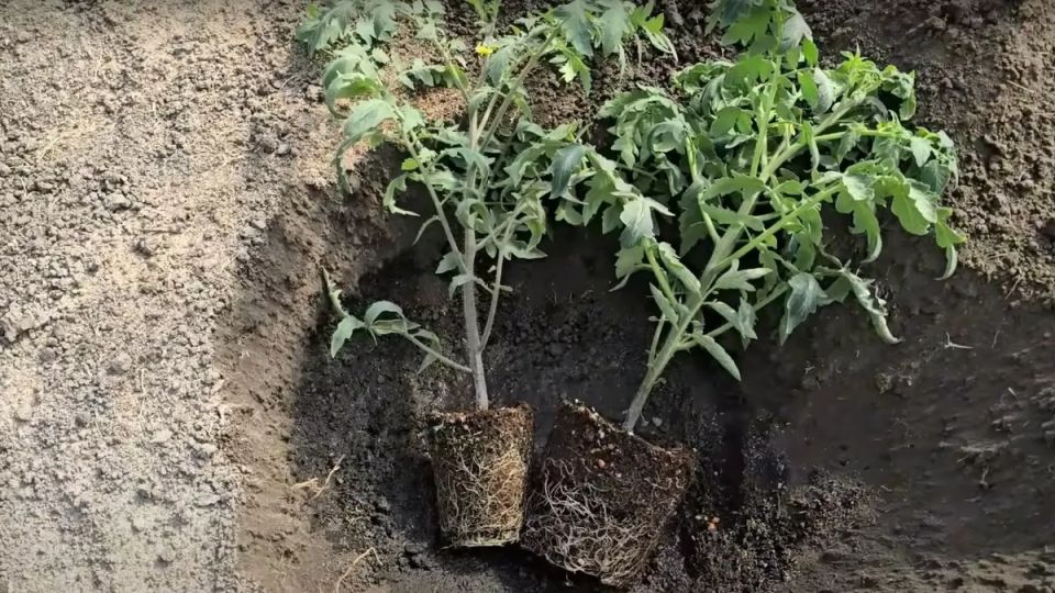 ��������� ������: ��� ��������� �������� �� 8 ����������� � �����