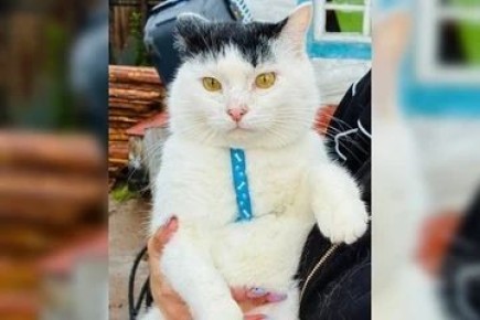 ������� ������� �� �����: ��������� ��� �� ������ ���� �� ����-��� ����� ����� �� ������ ���������� �� ����