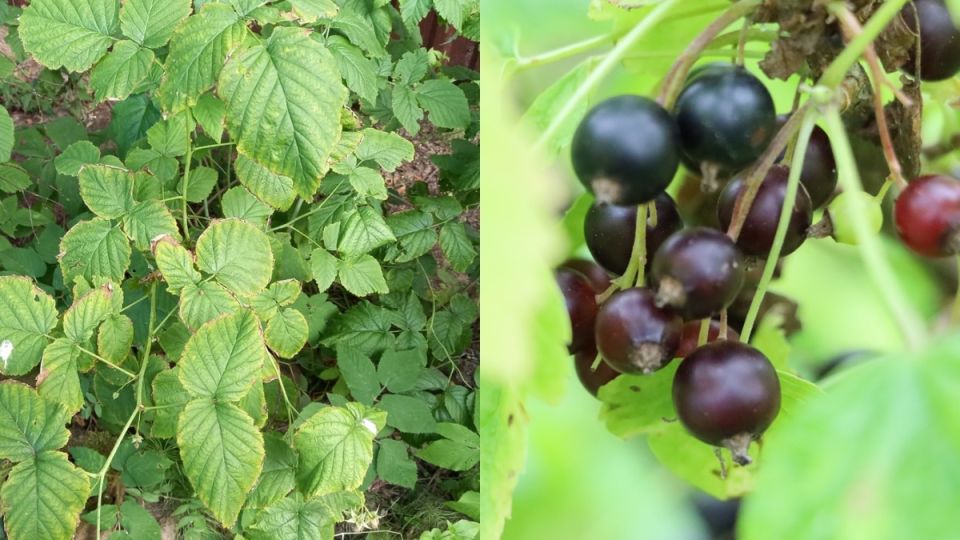 �������� ������� �������� ��������� ���������