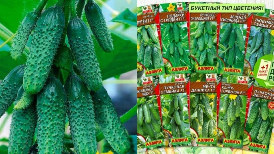 ��� ������� ������ ����� �������� �������: ���� � ������