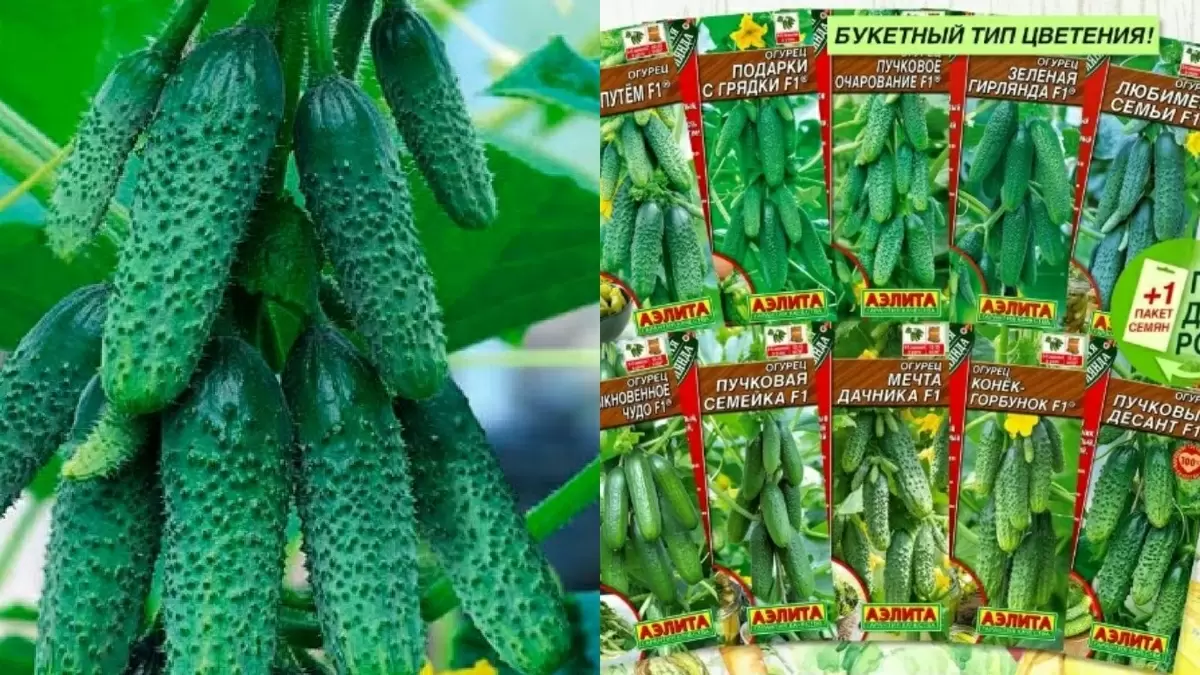 Как выбрать лучшие сорта пучковых огурцов: опыт и советы