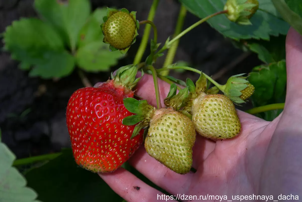 Как достичь идеального урожая клубники: секреты ухода в период плодоношения