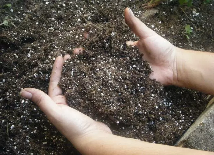 Как сохранить баланс почвы: советы по предотвращению закисления от минералов