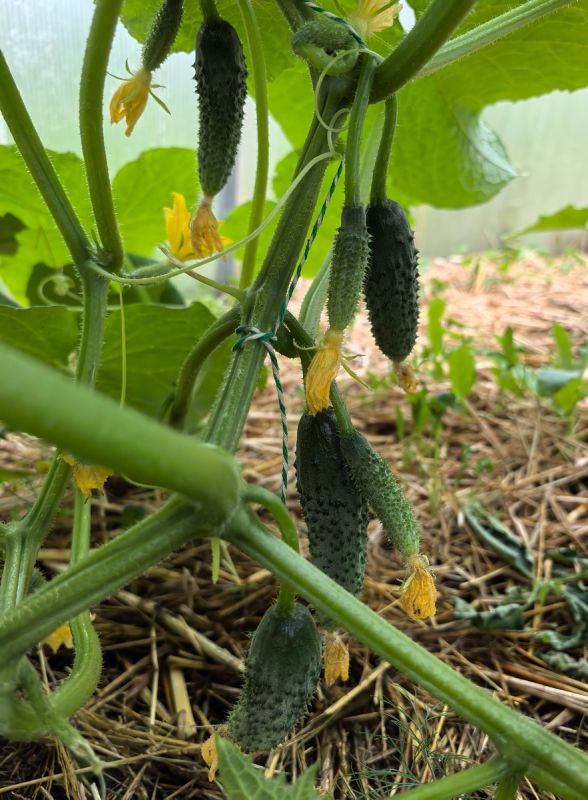 ��� �������� �������� ������ �������: ������� ��������� ������������ � �����