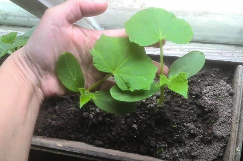 ������� ��������� ������ ������� �� ������� � ������