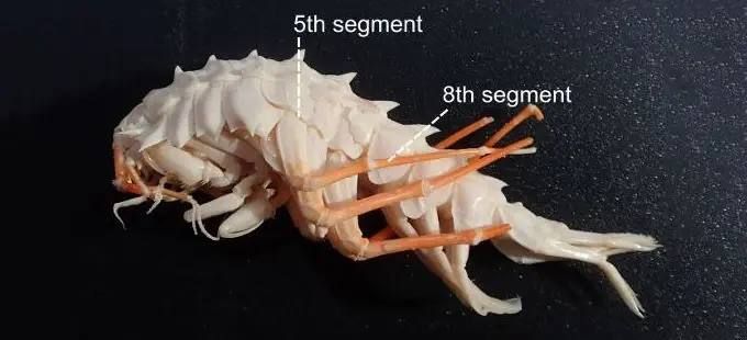 ������ ������������ ����������� ������ ��� �������� �����������