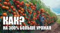 Как повысить урожай томатов на 300% за 21 день: секреты опытных садоводов