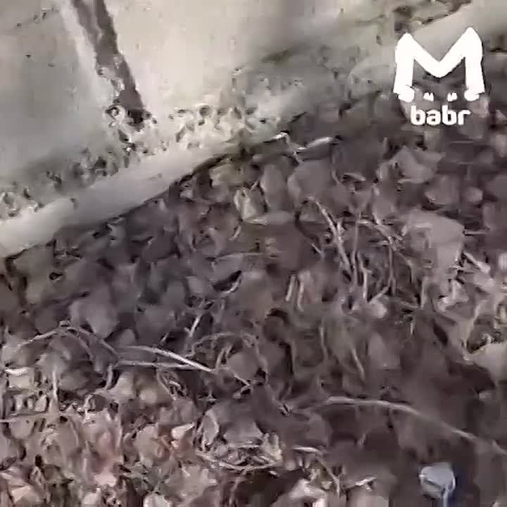 ������ �������� �� ����������� ������ ����� ������� ����� � ���������������� ������� � ��������