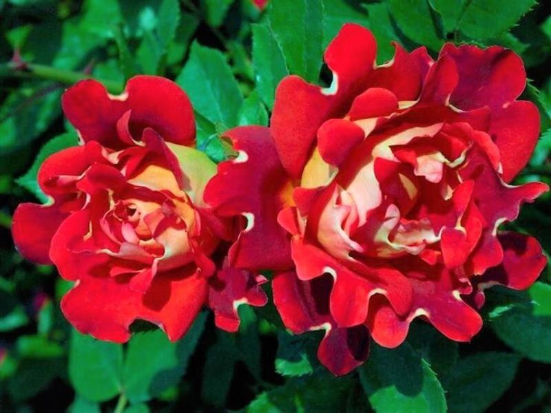 ��������� ���� ������: ��� ��������� ����� ����������� ���