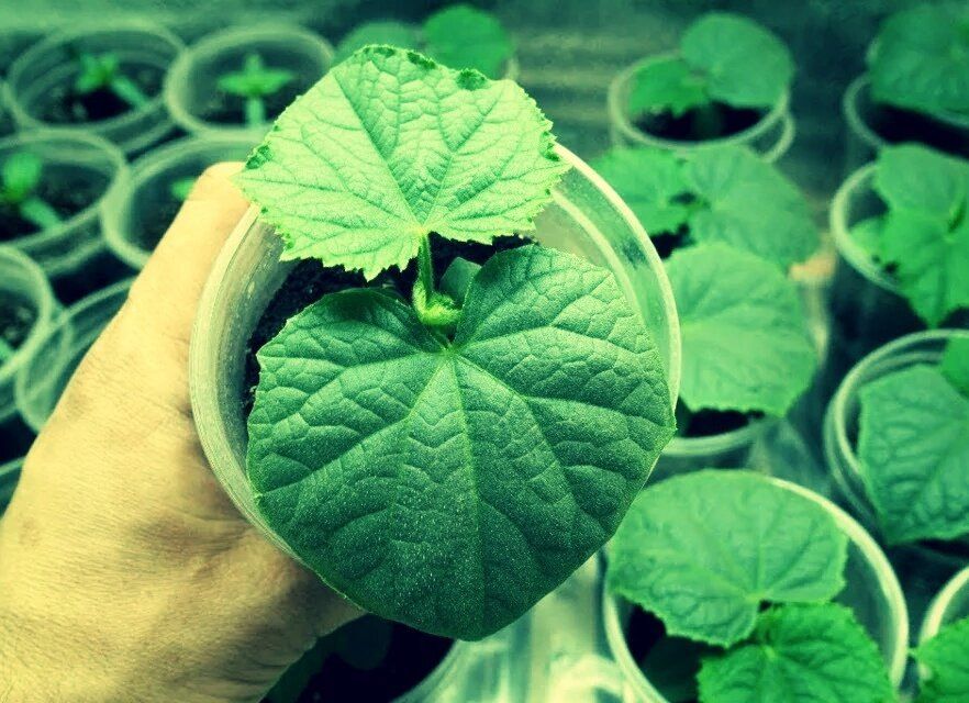 ��� ������ ������� ������� � �������!