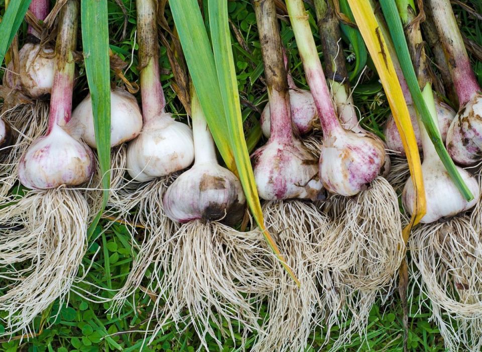 ��� ���������� ������ � ����: 4 ����������� ��������� ��� ������������� ������