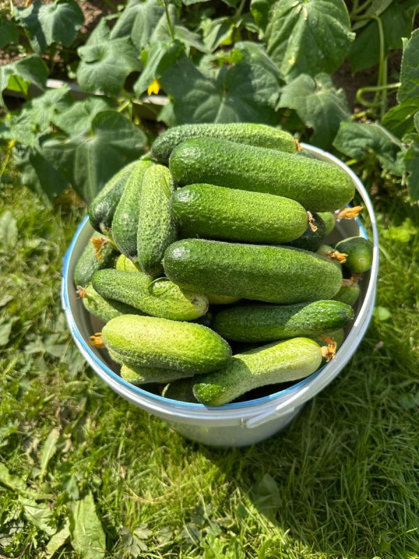 ���������� ������������ ������ � ������� ����������