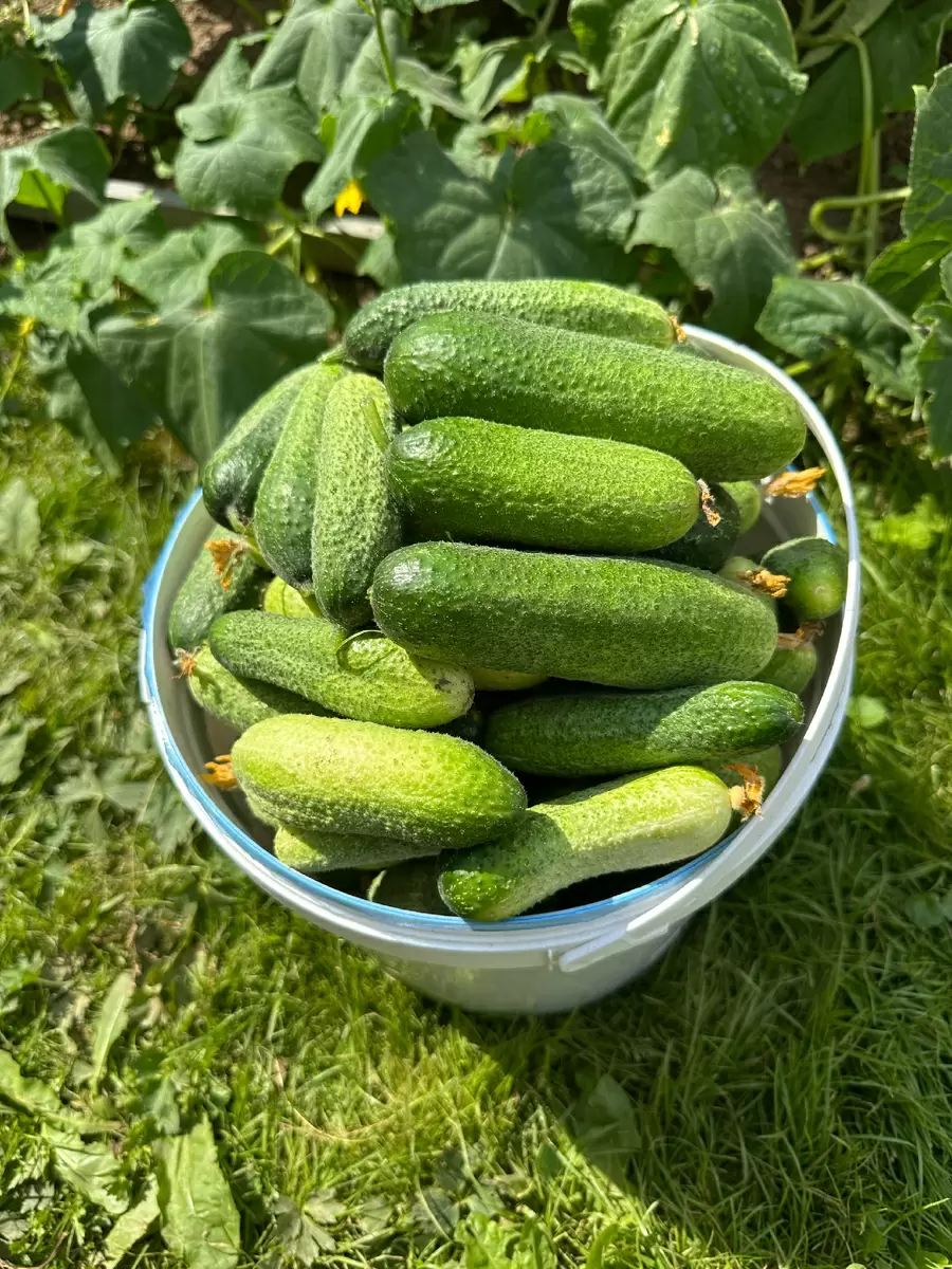 Уникальные маринованные огурцы с красной смородиной