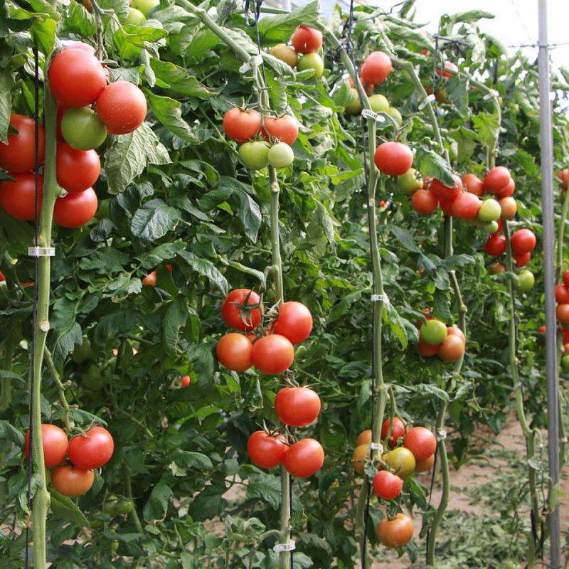 ������ �������� ��������� ������: ��� ������� ���� ������� ���� ��������