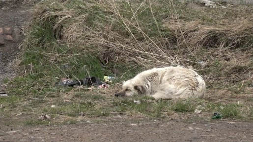 Проект нового закона о безнадзорных животных в первом чтении приняли депутаты Законодательного собрания Иркутской области
