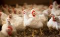 Мифы о гормонах: почему бройлеров не накормят химией?