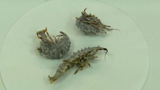 Фармзагрязнение Байкала. Ученые обнаружили следы ибупрофена у глубоководных обитателей