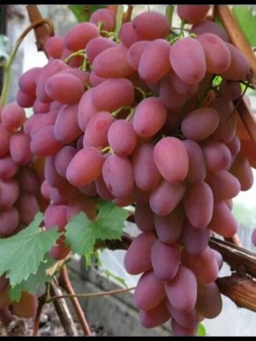 �������� ������: ��������� ������� ������ ��� �������� ����� ������