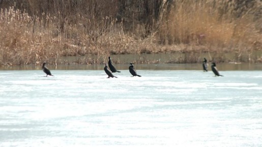 Птичий базар появился на Парфиновском карьере в Иркутске
