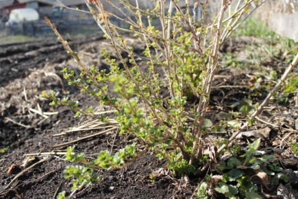 Весной за крыжовником: секреты ухода для обильного урожая