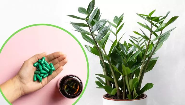 ��� revitalizirovat ��������� ����� � ������� �������������