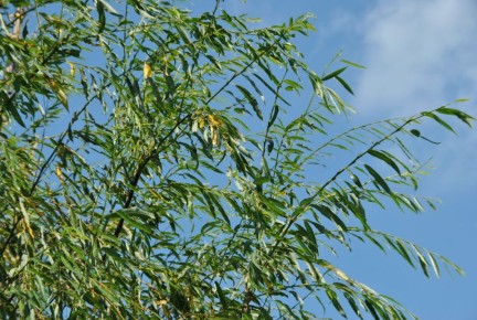 ���: ������ ����� � ��������� ������ ����