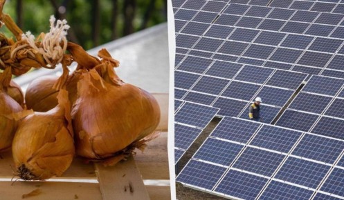 Луковая шелуха может улучшить эффективность солнечных панелей: открытия ученых