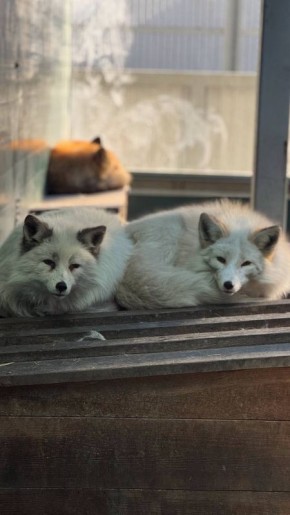 Отвлечемся на красавиц из Иркутского зоопарка