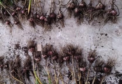 ��� ��������� ������� ������: ������� �������� ������� � �����