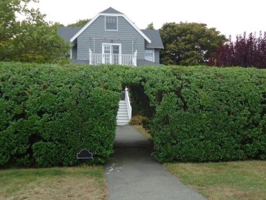 Что такое живая изгородь и зачем она нужна?