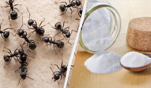 Осторожно, муравьи: как легко избавиться от незваных гостей с помощью простого ингредиента