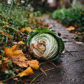 ��������� ��������: ��� ���������� � ������� �������� �� ������