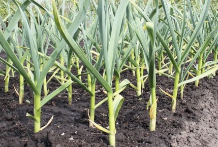 ������� ���� �� ������ ��������: ������� ��� �������� ������