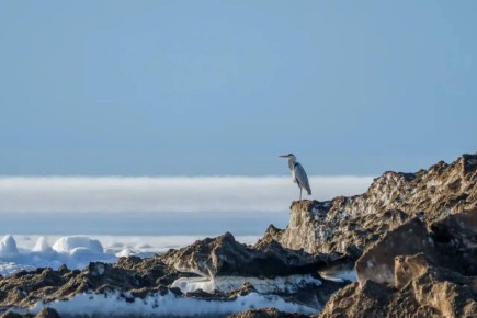 ��������� ��, ��-�� ���� ������ �����