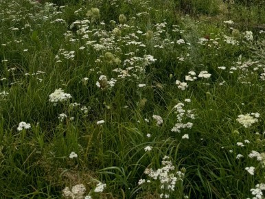 ��� ������ �������� �������� ��� ���������