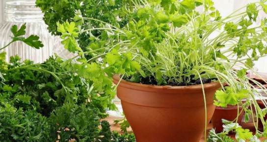 ��� ��������� ��������� �������� � ��� �� �����������: ������� ��������� ������� �������