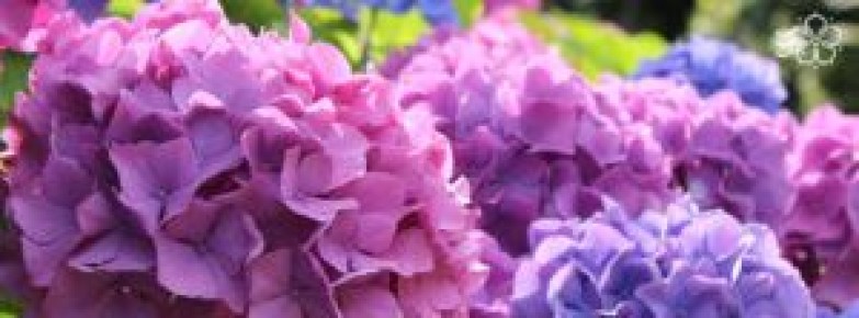 ����� ����� ��������� ������� ��� �������� �������: ������� ����� � �����������