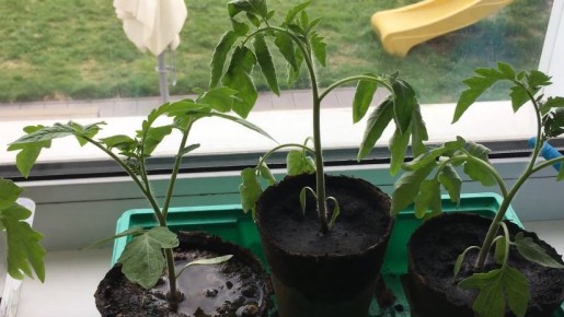 ��� ����������� ���� �������� �� ��������: ����������� ������ ������� ���������