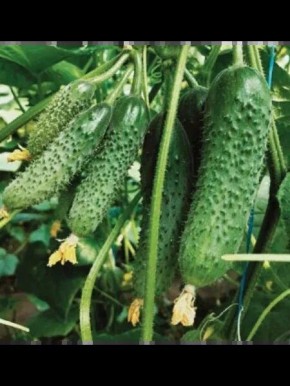 ������ ������: ������ ������ � ���������� ������ � ������� ������������