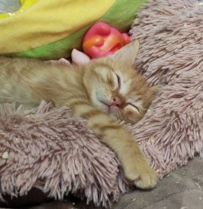 ������ ����, ��������� �������!