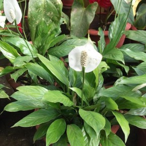 ������� ���� ����������� � ������� �������� �������