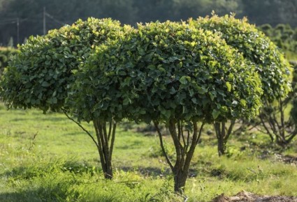 ��� ������� ���������� ����-������: ������� ���������� ����