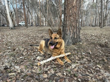 ��������� ���������� ������� ����������, ������ � ������������ ����������� �����