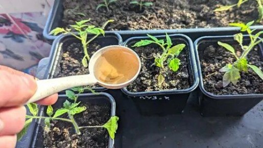 ��� ����������, ������ ������� ������� ������-�������: ���� ��� �������?