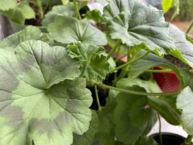 ��� ��������� �������� ����������, ����� �������� ������� � ��������